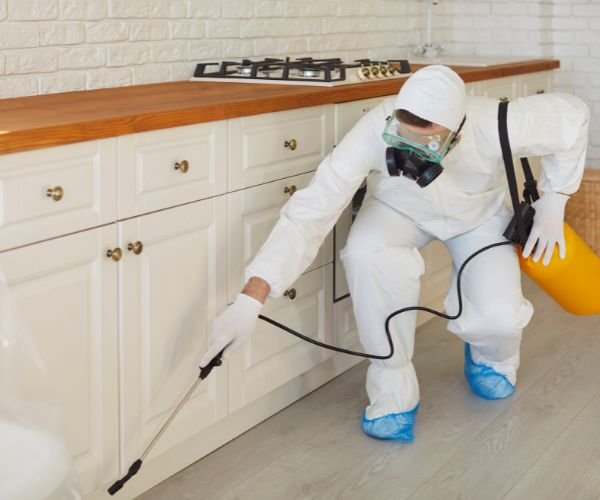 مكافحة الحشرات في المنزل: متى تحتاج إلى شركة مكافحة حشرات محترفة؟